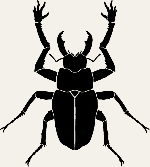 Stag beetle, dorsal view.